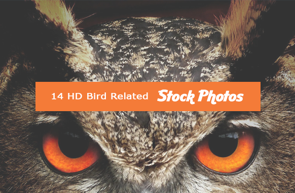 14 HD Bird Related Stock Images
