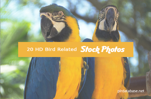 20 HD Bird Related Stock Photos