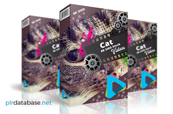 Cat Stock 4K UHD Videos