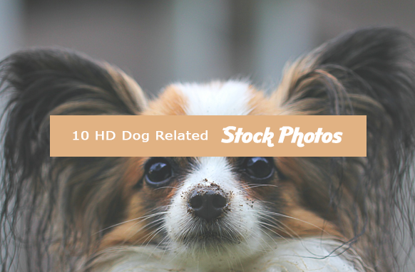 10 HD Dog Related Stock Images