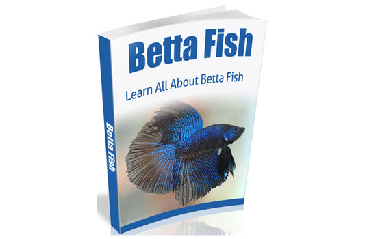 Betta Fish